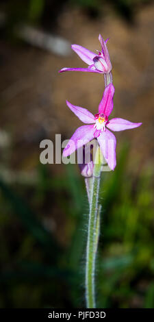 Pink Fairy Orchid Yarloop Western Australia Foto Stock