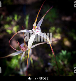 Spider Orchid Yarloop WA Foto Stock