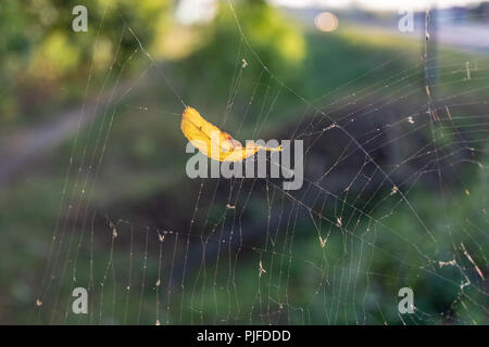 Giallo autunno foglie cadde su una tela di ragno in una Spider's house Foto Stock