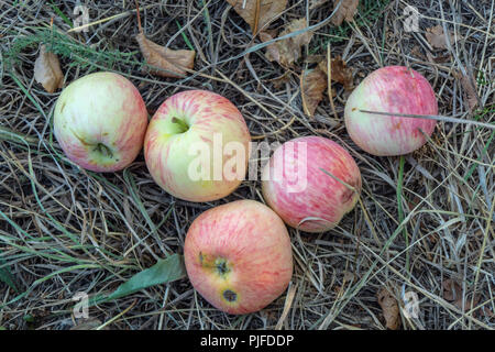 Mele mature giacciono sul ingiallito autunno erba Foto Stock