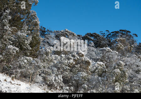 Savana Australiana coperte di neve dopo una nevicata nel bel mezzo delle montagne innevate Foto Stock