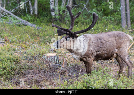 La renna, Rangifer tarandus passeggiate in foresta, aventi grandi corna di cervo, Gällivare county, Lapponia svedese, Svezia Foto Stock