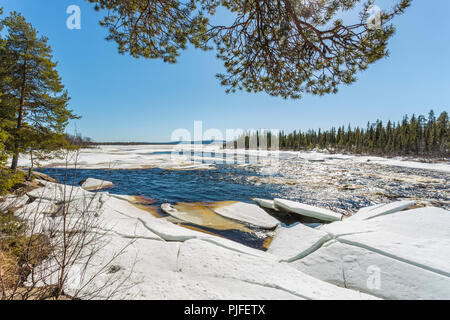 Paesaggio in primavera con icefloes sulle rive di un fiume, neve nella foresta e il sole che splende da un cielo blu chiaro, Gällivare county, Lapponia svedese, Svezia Foto Stock