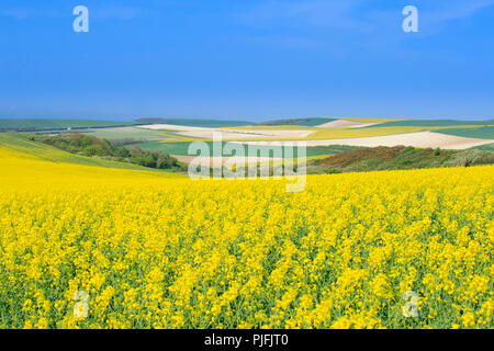 Il paesaggio di Boulonnais regione terrestre visto dal "Mont de Giovane Montagna". Campo di semi di colza Foto Stock