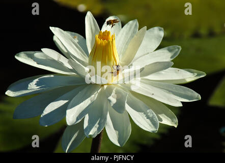 Le api raccolgono il polline in un tropicale wild ninfea bianca con un centro di colore giallo. Foto Stock