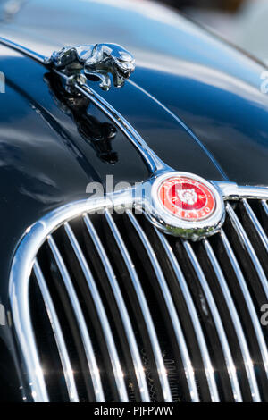 Saltando jaguar ornamento del cofano su una Jaguar XK 150 Foto Stock