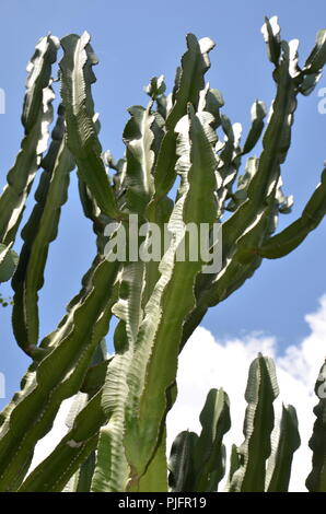 Un cactus alti a Sunken Gardens a San Pietroburgo, Florida Foto Stock