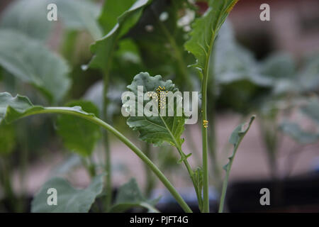 Il cavolo bianco Uova Caterpillar su piantine di broccoli Foto Stock