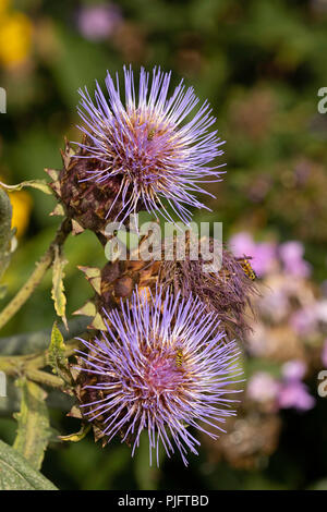 Viola chiaro Globe Arcioke Harrogate, North Yorkshire, Inghilterra, Regno Unito. Foto Stock