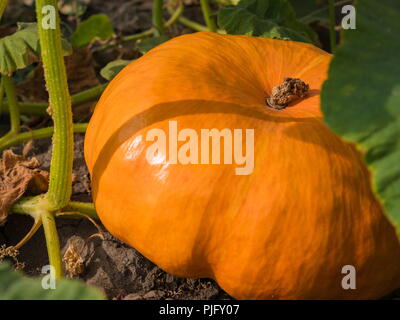 La zucca crescente nell'orto. Foto Stock