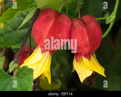 Petali gialli emerge dal rosso gonfiato calyces di LAX, leggermente la parete di gara arbusto, Abutilon megapotamicum Foto Stock