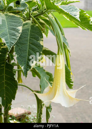 Con i bordi bianchi e il fogliame bianco grande fiore a campana dell'offerta giardino esotico impianto, Brugmansia x candida 'Variegata' Foto Stock