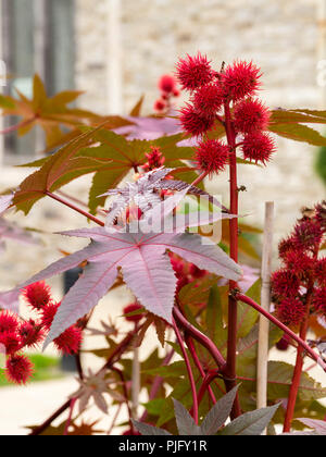 Rosso fogliame di bronzo e coccolone seedheads rosso dell'olio di ricino pianta, Ricinus communis 'Purpurea' Foto Stock