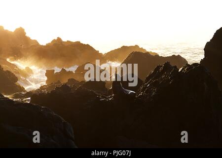 Sunrise Sea Lion a Point Dume National Preserve Foto Stock