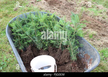 Piantine di alberi in una carriola Foto Stock