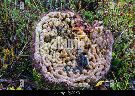 Interno di un impianto di Ant (Myrmecodia sp.), una strana pianta nativa per le Highlands della Nuova Guinea. Papua, Indonesia. Foto Stock