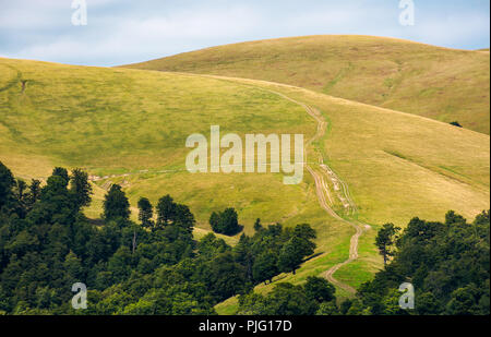 Foresta di faggio su dolci colline di montagna cresta. splendidi paesaggi con prati alpini. Meraviglioso sfondo natura Foto Stock