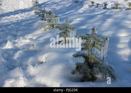 Alberi di Natale dopo una tempesta di ghiaccio Foto Stock