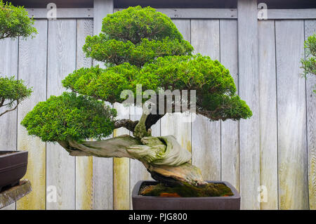 Bonsai Penjing e paesaggio in miniatura con albero sempreverde in un vassoio Foto Stock