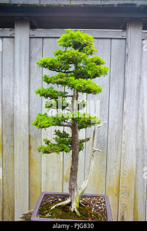 Bonsai Penjing e paesaggio in miniatura con albero sempreverde in un vassoio Foto Stock