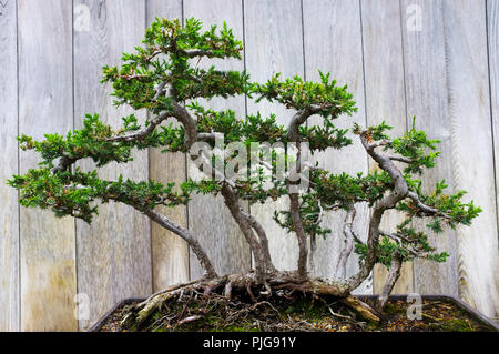 Bonsai Penjing e paesaggio in miniatura con albero sempreverde in un vassoio Foto Stock