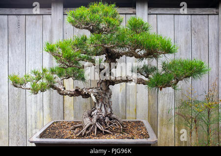 Bonsai Penjing e paesaggio in miniatura con albero sempreverde in un vassoio Foto Stock