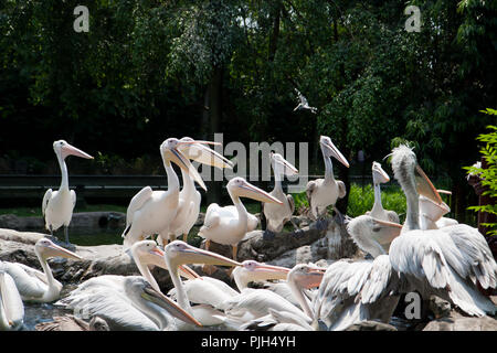 Un gruppo di affamati pellicani cercando il pesce nel parco degli uccelli, Singapore Foto Stock