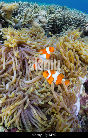 False clown anemonefish, Amphiprion ocellaris, Sebayur isola, Isola di Komodo National Park, Indonesia Foto Stock