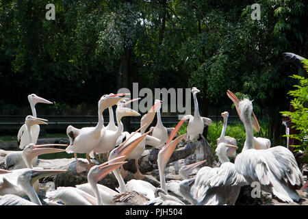 Un gruppo di affamati pellicani cercando il pesce nel parco degli uccelli, Singapore Foto Stock