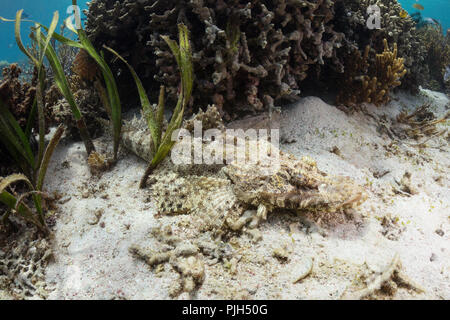 Un adulto crocodilefish, Cymbacephalus beaoforti, giacente nella sabbia Sebayur sull isola di Flores, Mare, Indonesia Foto Stock