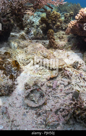 Un adulto crocodilefish, Cymbacephalus beaoforti, giacente nella sabbia Sebayur sull isola di Flores, Mare, Indonesia Foto Stock