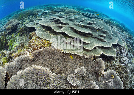 Una profusione di coralli duri e molli sull isola di Sebayur, Parco Nazionale di Komodo, Mare Flores, Indonesia Foto Stock