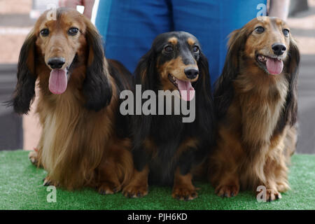 Tre dachshunds in attesa di dog show Foto Stock