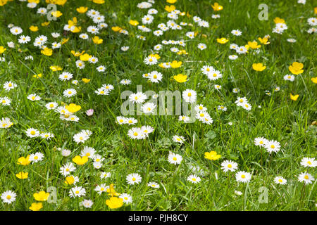 Renoncules e margherite crescendo in erba. Foto Stock