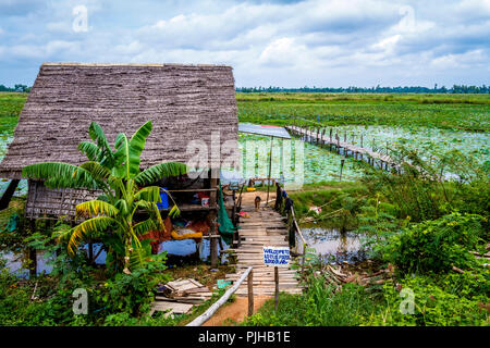 Un sentiero attraverso la lotus fattoria campo in Cambogia vicino a Siem Reap. Foto Stock