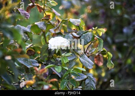 rosa Foto Stock