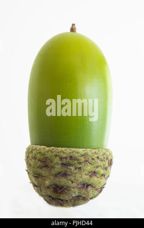 Verde unico Acorn isolata contro uno sfondo bianco Foto Stock