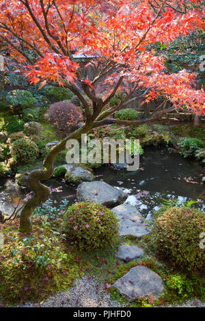 Giappone, Kyoto, quartiere Ohara, Hosen-nel tempio, il percorso delle pietre miliari attraversando un piccolo stagno nel cortile giardino con fogliame di autunno Foto Stock