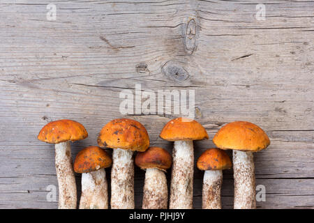 Carni commestibili funghi di bosco arancio-cap (Boletus Leccinum aurantiacum) è previsto in una fila su un vecchio grigio Sfondo di legno. Con spazio per il testo Foto Stock