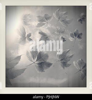 Bianco e nero impressione di autunno autunno sfondo. Molte Foglie di autunno con raggi solari realizzato come un istante amatoriale fotografia vintage con il bianco la fram Foto Stock