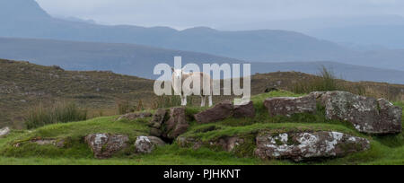 Panorama delle pecore solitaria sorge su rocce in campagna remota delle Highlands scozzesi, a nord di Ullapool, nella parte nord-ovest della Scozia. Foto Stock