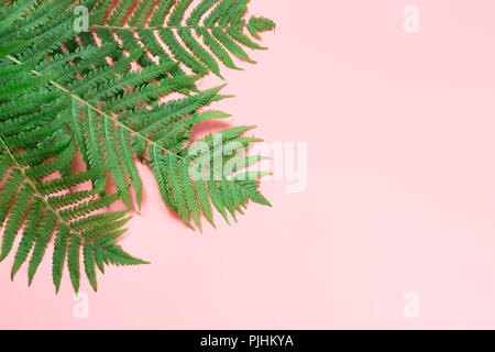 Foglia di felce pastello su sfondo rosa. Vista superiore, isolato con copia spazio. L'estate. Foto Stock