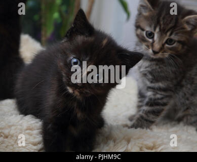 Ritratto di gattini (sette settimane) Tabby maschio e femmina Tortoishell Foto Stock