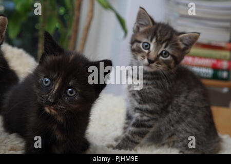 Ritratto di gattini (sette settimane) Tabby maschio e femmina Tortoishell Foto Stock