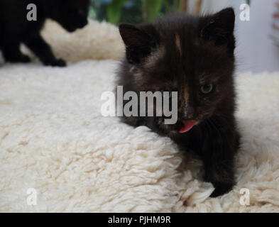 Sette settimane vecchio Tortoishell gattino il lavaggio Foto Stock