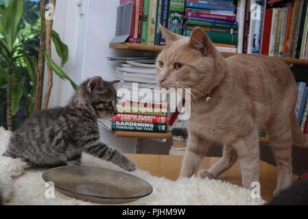 Tabby Kitten (sette settimane di età) con padre Ginger Tom Cat Foto Stock