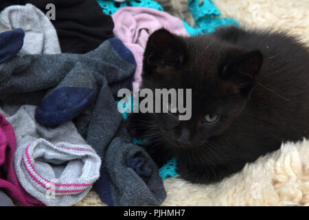 Dieci settimane vecchio cucciolo nero con Servizio Lavanderia Foto Stock