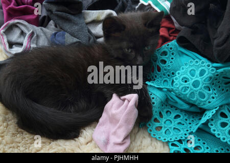 Dieci settimane vecchio cucciolo nero recante sul Servizio Lavanderia Foto Stock