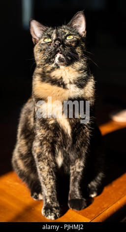 Ritratto di una tartaruga gatto seduto in un sunbeam Foto Stock