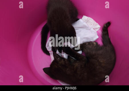 Dieci settimane vecchio cuccioli giocando in rosa un cesto della biancheria Foto Stock